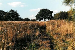 The fields that became Glenleigh Walk